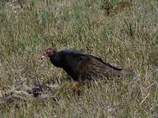 Movie of a Turkey Vulture eating a road-rolled Raccoon - 4.4mb